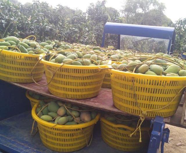 最新芒果品種揭秘，熱帶風(fēng)味的獨(dú)特魅力探索