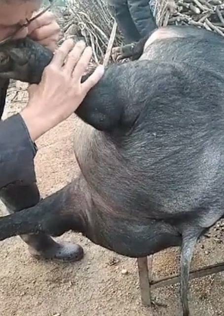 豬圈中的歡樂時刻，最新吹豬視頻集錦