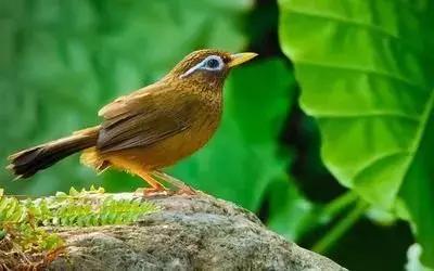 鎮(zhèn)雄房屋最新出售信息，家園變遷與自我成長的自信成就