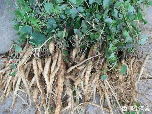 甘肅黨參最新價格動態(tài)，市場走勢與影響因素分析