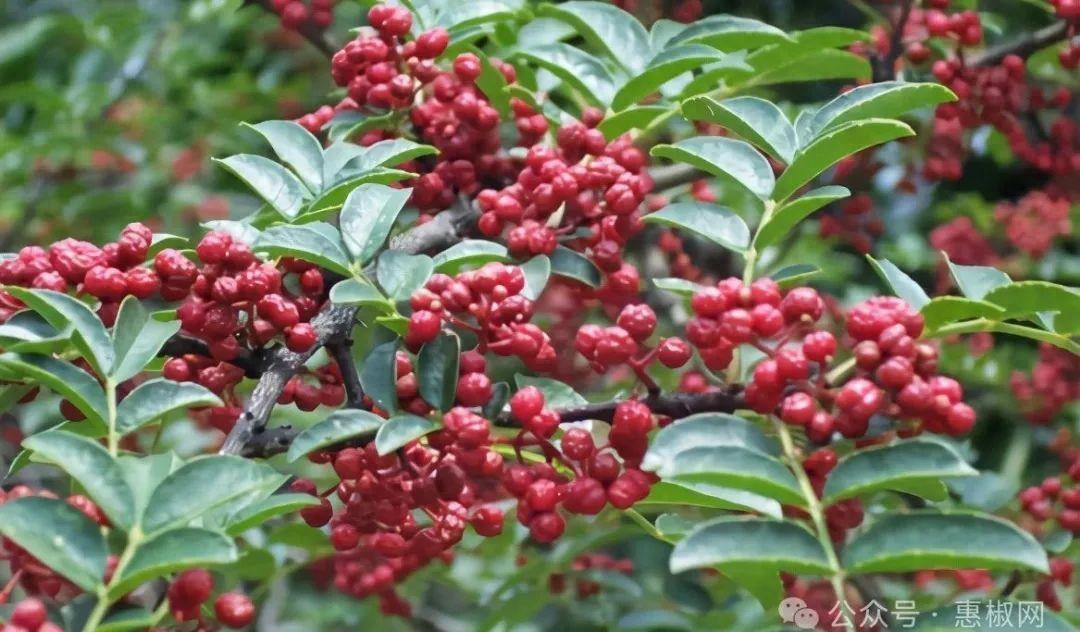 花椒價格最新行情2024，科技引領(lǐng)，椒香走向未來