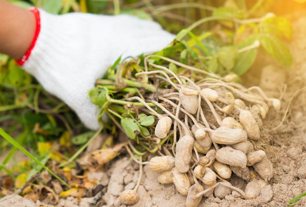 遼寧玉米最新價(jià)格動(dòng)態(tài)，變化中的機(jī)遇，學(xué)習(xí)成就自信與收獲