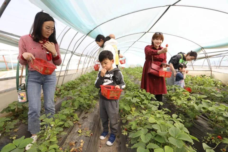 灃西新城馬王發(fā)展雙刃劍效應(yīng)，最新消息與影響分析