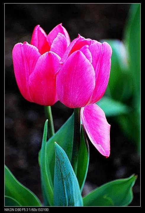 最新郁金香，小巷深處的芬芳馥郁之美