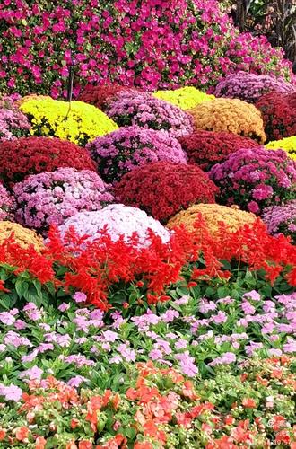 最新鮮花美景之旅，尋找內(nèi)心平靜的旅程