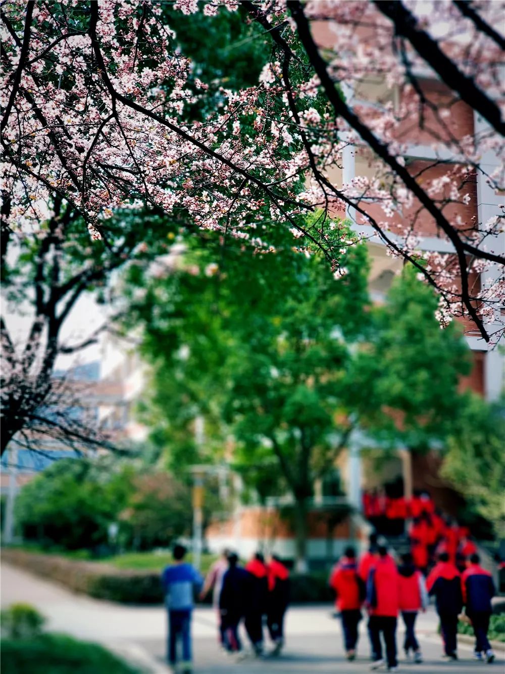 校園風(fēng)采新照，展現(xiàn)青春風(fēng)采的照片集錦