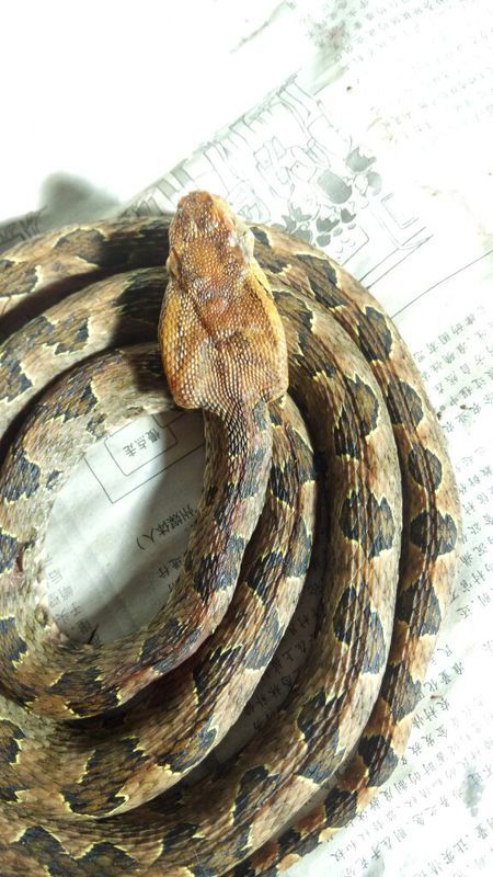 蛻變中的自信與成就，蛇的行情展望