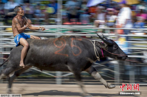 騎水牛比賽，傳統(tǒng)競技的魅力與爭議展現(xiàn)