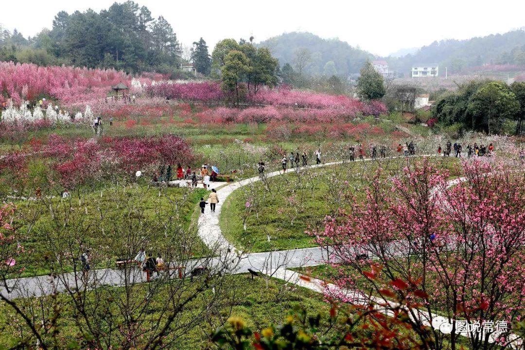 常德最新疫情動態(tài)步驟指南，初學者與進階用戶必讀