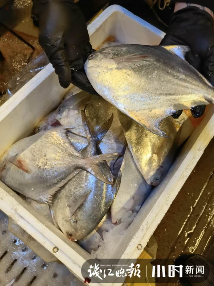 帶魚行情，一場海鮮盛宴的溫馨之旅