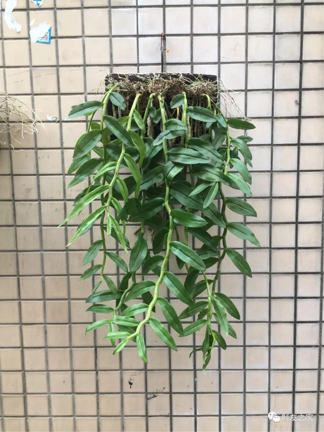 三寧復(fù)合肥最新報價及推薦，優(yōu)質(zhì)肥料選擇指南