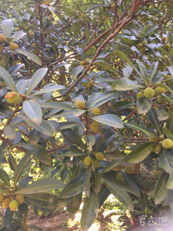 橫河大山搬遷最新動(dòng)態(tài)，力量重塑與未來(lái)希望