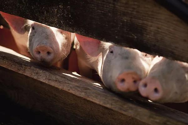 全國生豬市場價格動態(tài)，變化中的機遇與挑戰(zhàn)的旅程