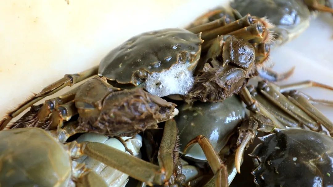 最新蟹類養(yǎng)殖技術(shù),最新蟹類養(yǎng)殖技術(shù)——科技重塑水生世界，開啟蟹類養(yǎng)殖新紀(jì)元