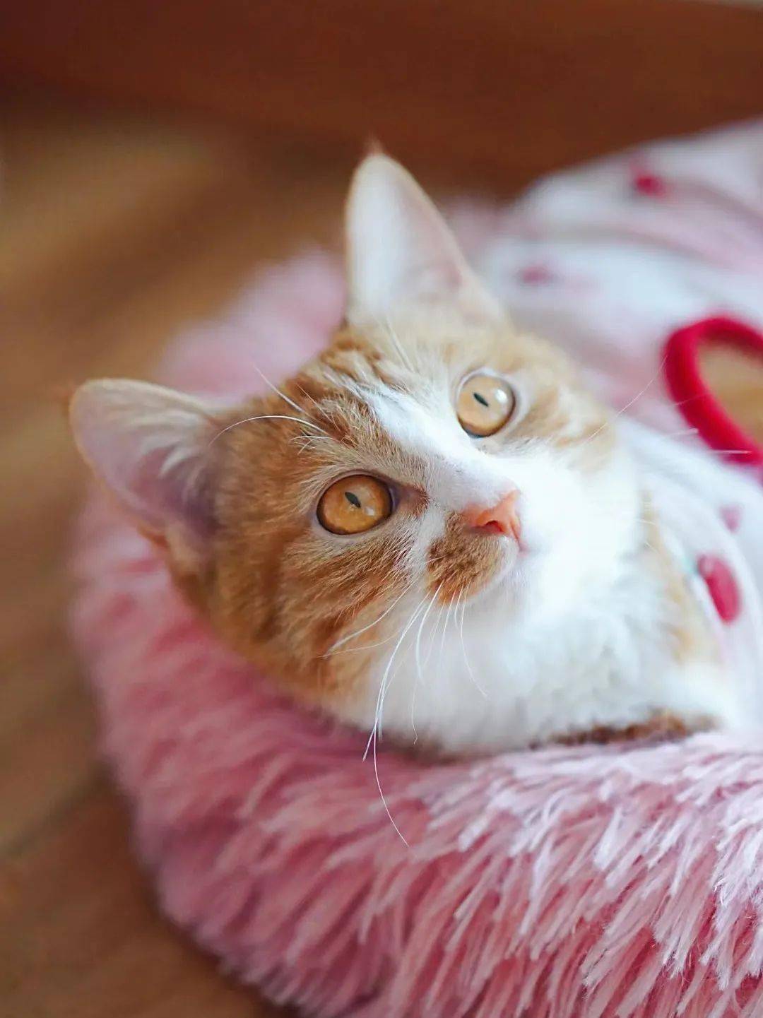 貓咪資訊速遞，探索貓咪的自信成長(zhǎng)與優(yōu)雅步伐