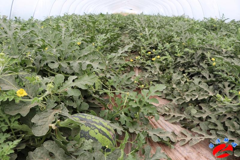 全國(guó)西瓜最新價(jià)格行情，綠色之旅探尋內(nèi)心平靜