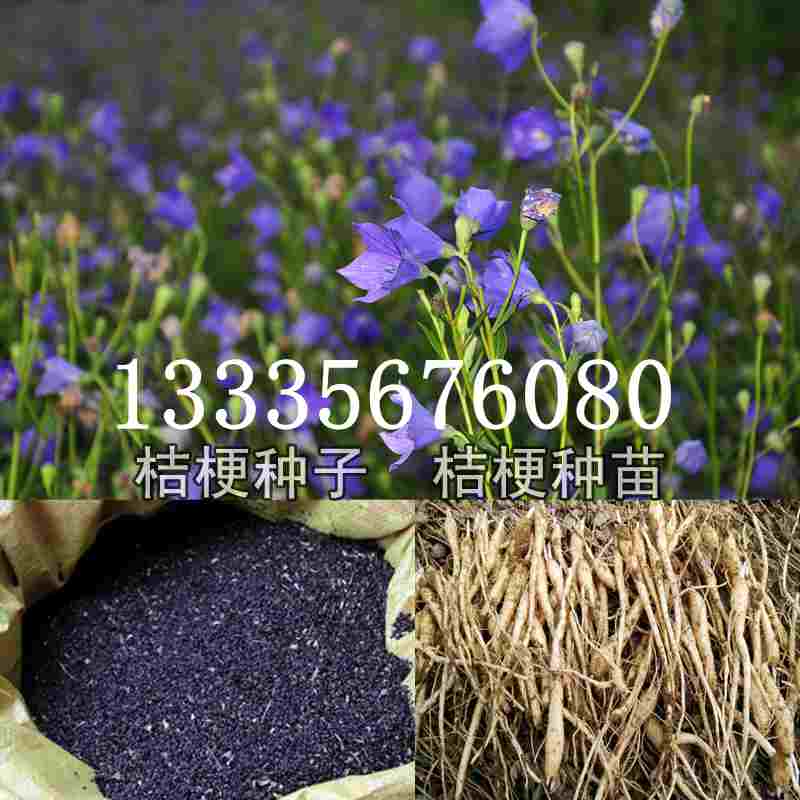 桔梗種子價格揭秘，成長旅程與自信綻放之路