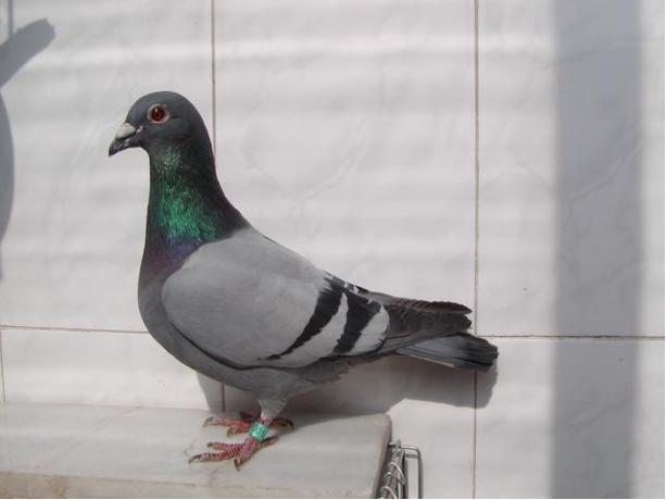 賽鴿定向新進(jìn)展揭秘，小巷中的神秘寶藏探索