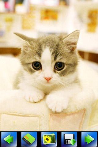 探索特色小店，最新貓咪應(yīng)用下載，小巷隱藏寶藏的奇妙之旅