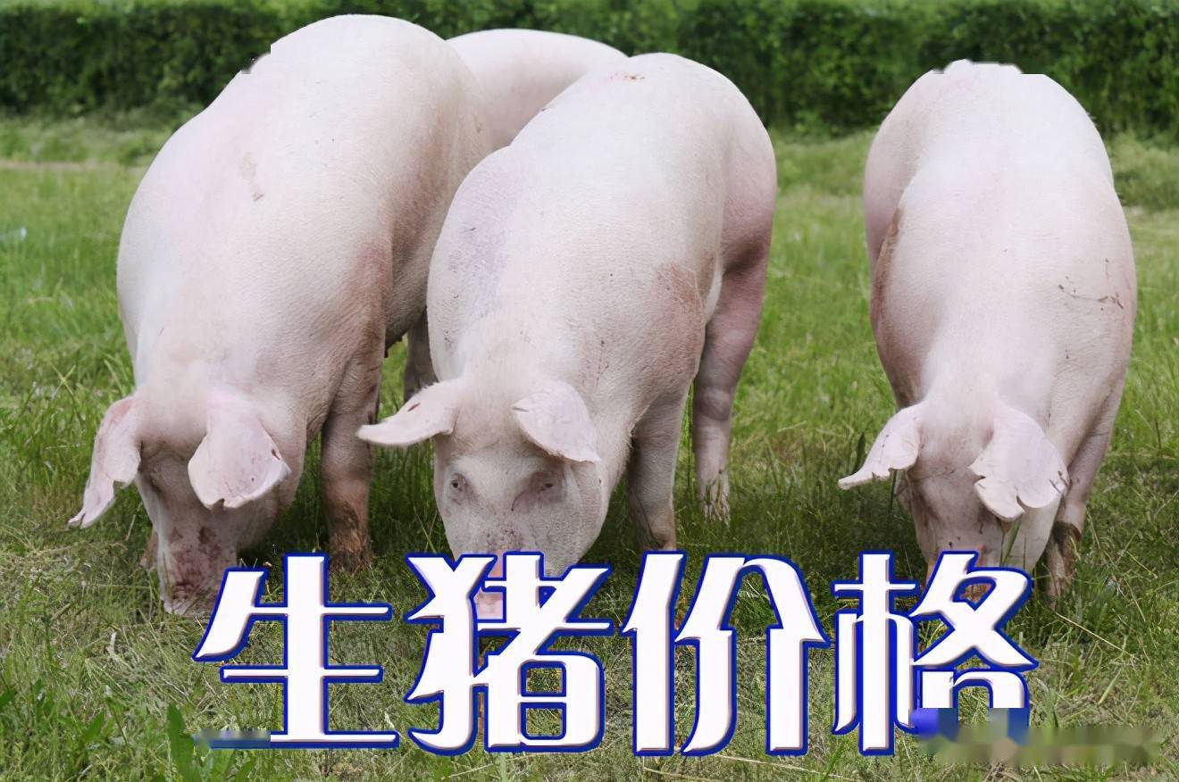 濰坊今日生豬價(jià)格探索，一場綠色之旅尋找內(nèi)心平靜