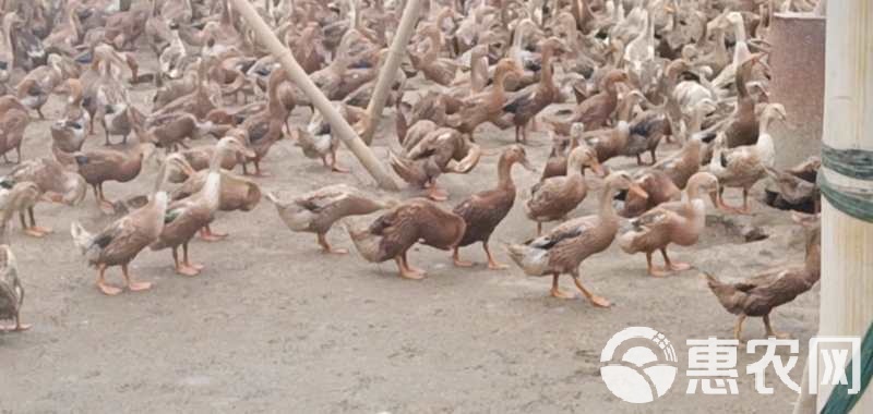 金定鴨行情與友情漣漪的交織故事