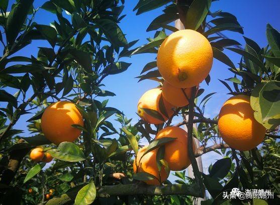 贛州上市公司，閃耀未來，共創(chuàng)繁榮時代！