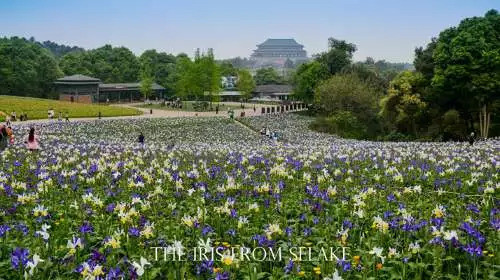 石象湖門票最新信息，賞花門票火熱搶購中！