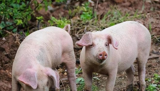 時代背景下的市場洞察，母豬價格最新行情分析