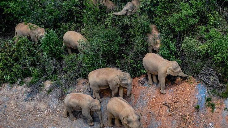 象群最新現(xiàn)身地，力量與自信之歌的演繹
