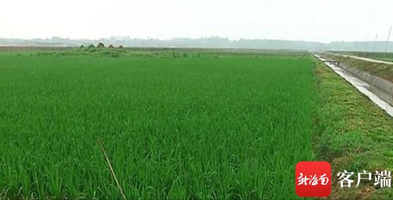 澄邁最新動(dòng)態(tài)，自然美景探索之旅，尋覓內(nèi)心平和與寧靜的旅程