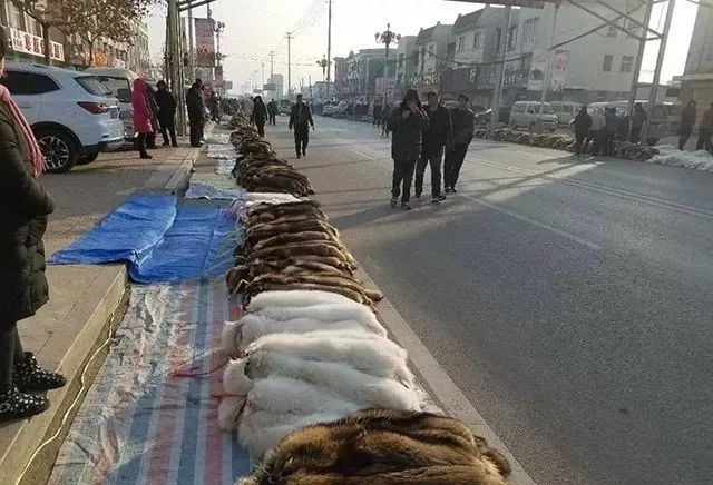 尚村貉子皮最新價(jià)格行情報(bào)告