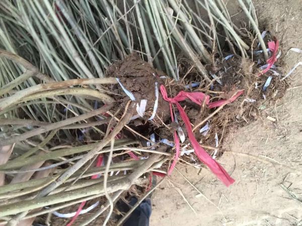 連翅最新價格深度解析，歷史背景、重要事件與地位探討