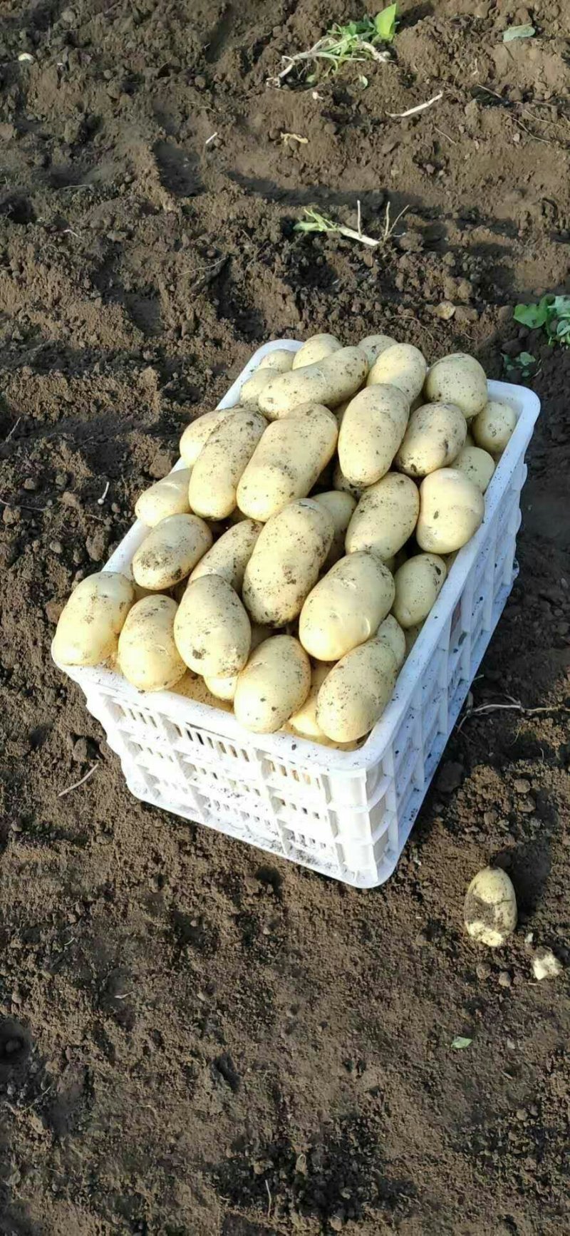 萊西土豆最新價格動態(tài)，變化中的價值與學習中的力量