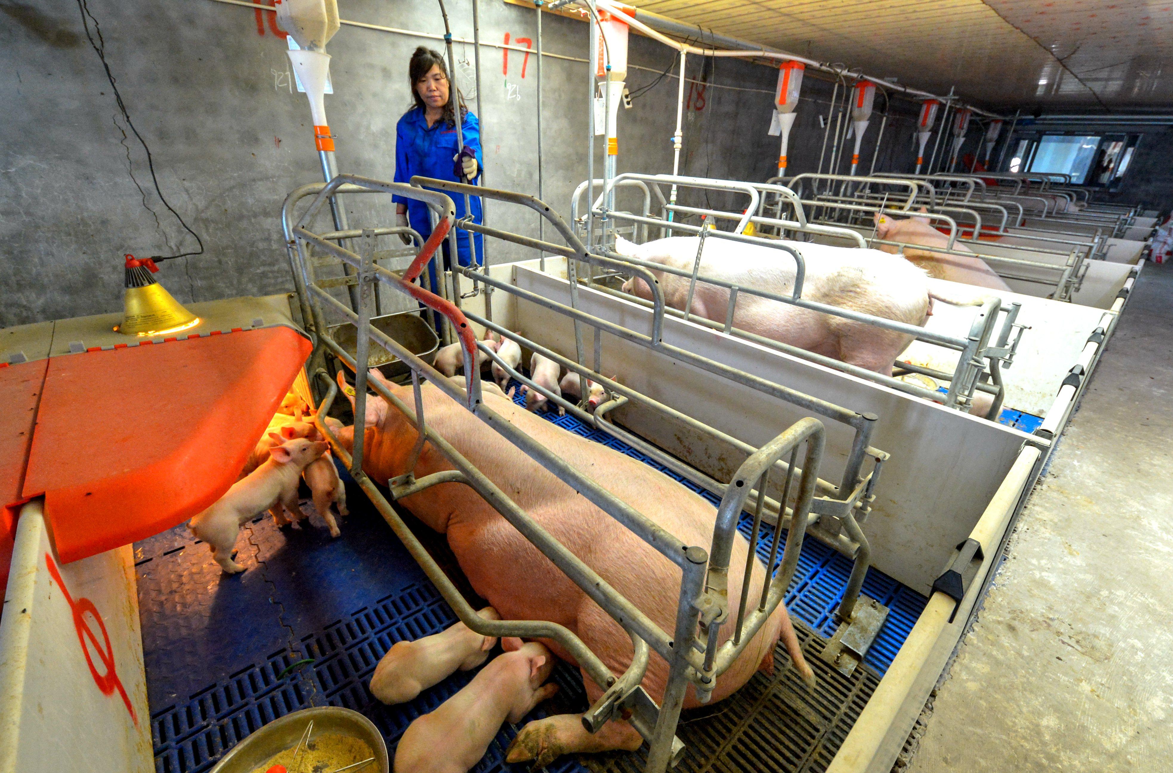 河北仔豬最新價(jià)格揭秘，小巷中的寶藏探索