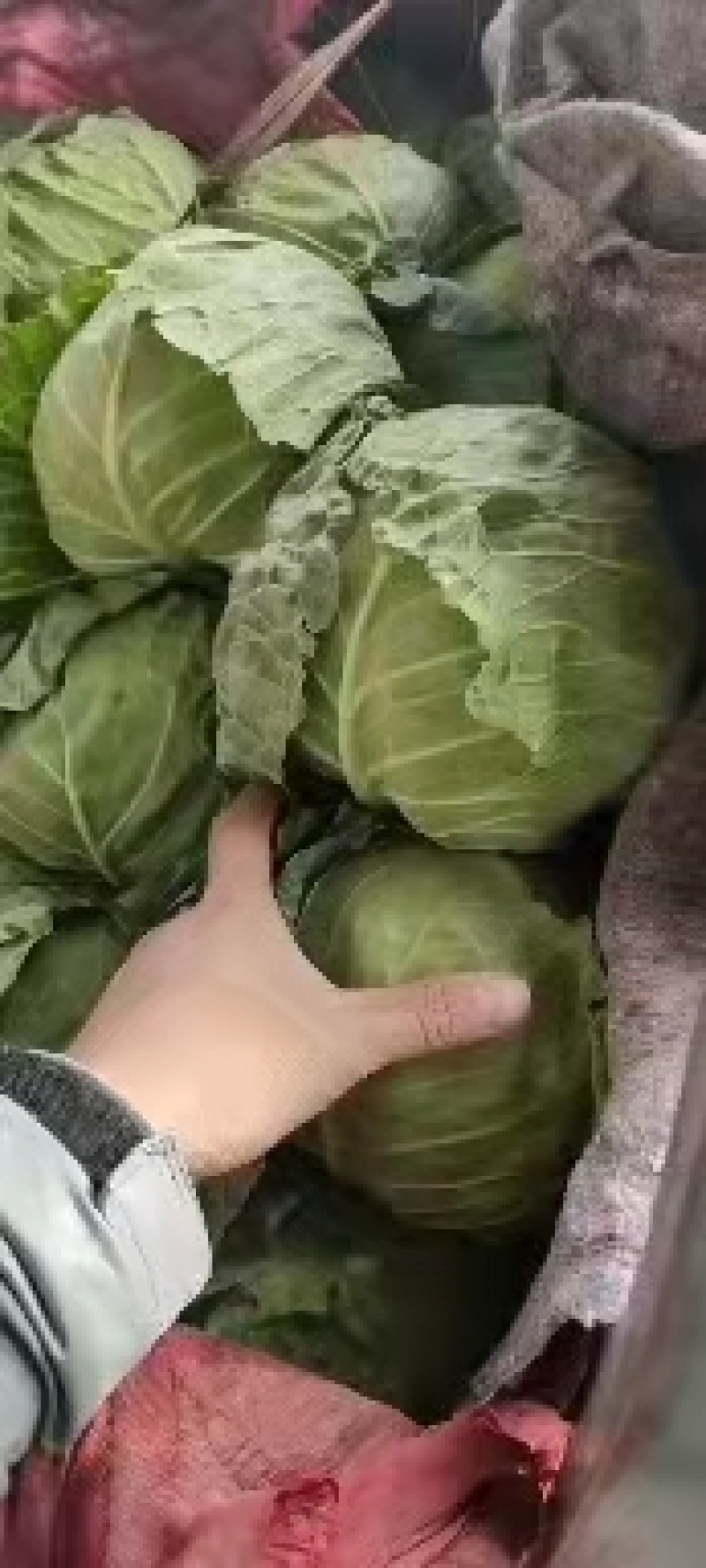 永年甘藍(lán)最新價格及市場走勢、種植要點與購買指南全解析