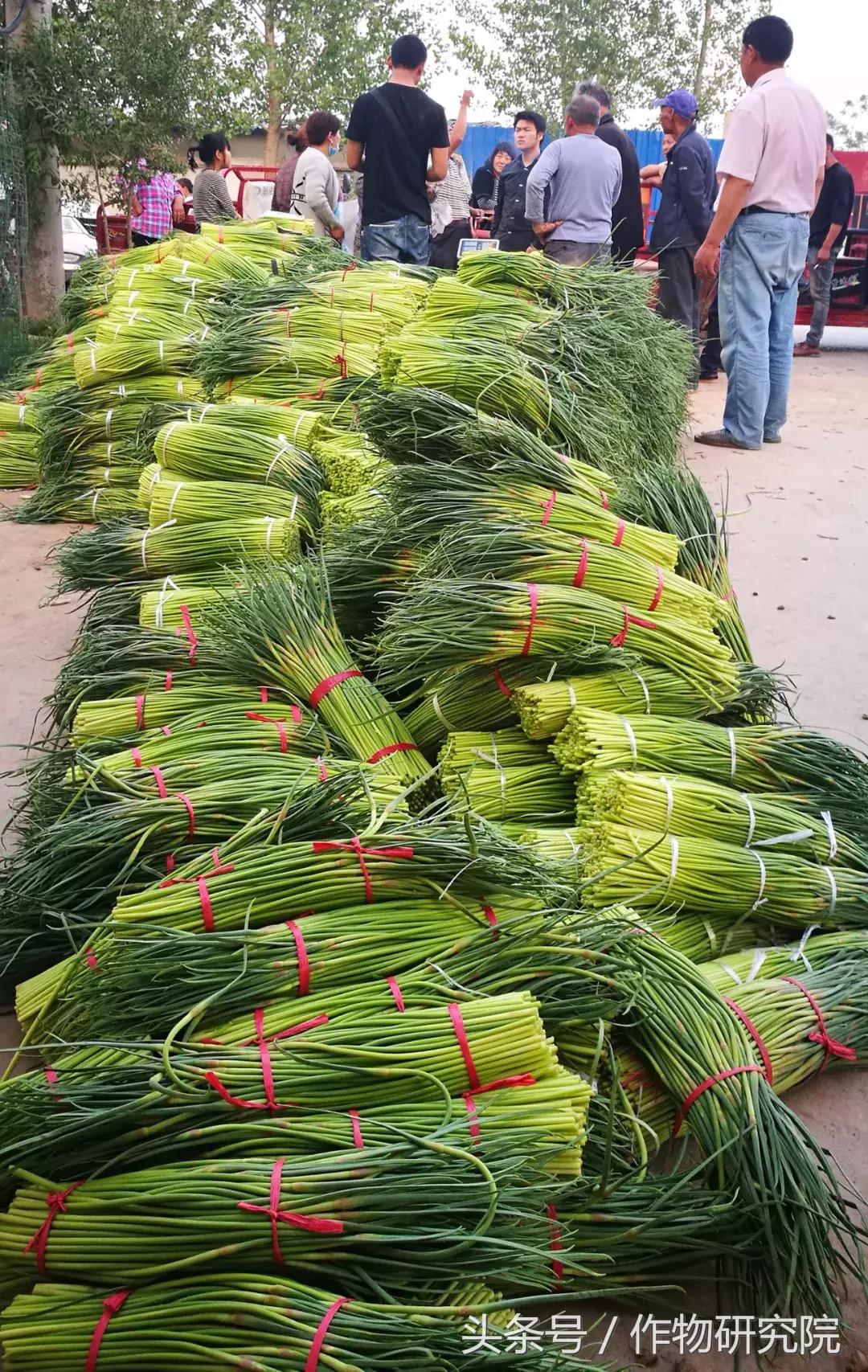 大蒜的奇妙旅程與溫馨故事，最新大蒜資訊報(bào)道