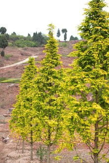 最新彩葉樹種種植與養(yǎng)護指南，從選種到養(yǎng)護一步到位！