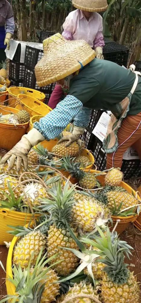 徐聞菠蘿最新價格及市場走勢分析，多方觀點解讀市場動態(tài)