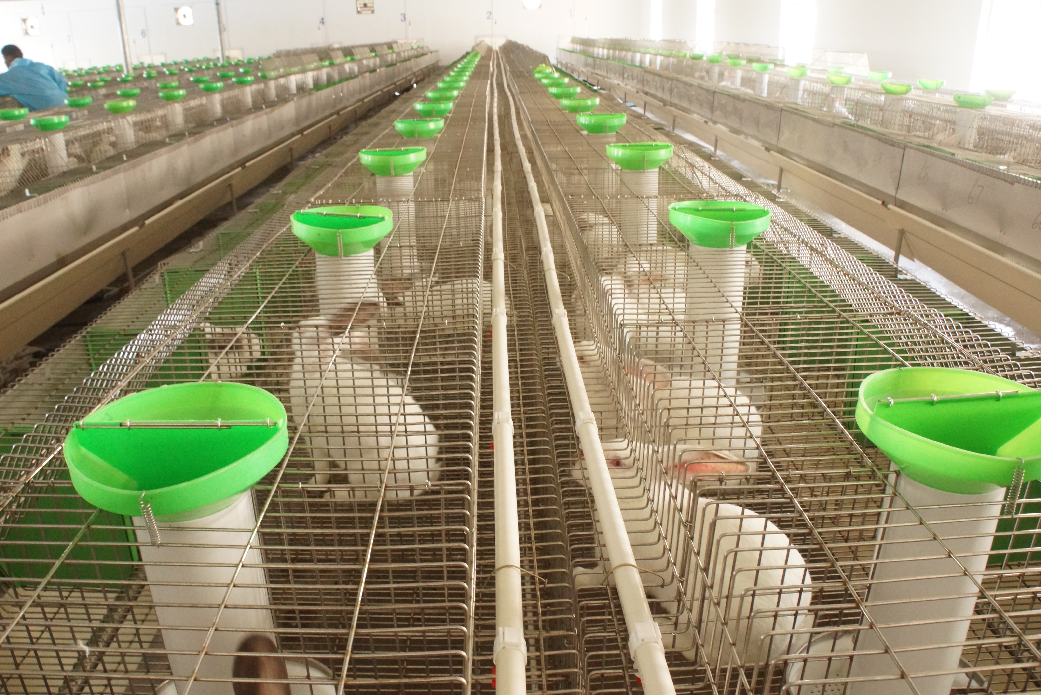 革新養(yǎng)兔行業(yè)的力量之源，最新養(yǎng)兔設備介紹與展示