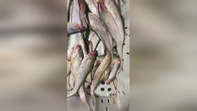 最新魚視頻，海洋生態(tài)與觀賞魚文化的精彩交融