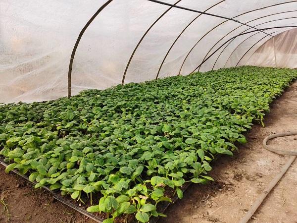 探索自然美景的輕松之旅，最新黃瓜社區(qū)