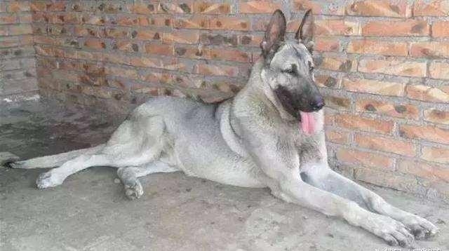 日本最新動態(tài)，溫馨日常趣事與最新情報分享