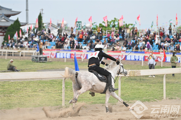 馬王最新動(dòng)態(tài)，探索馬術(shù)世界的新篇章