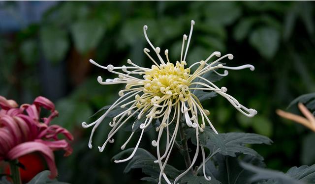 摧花最新配方揭秘，綻放美麗新篇章