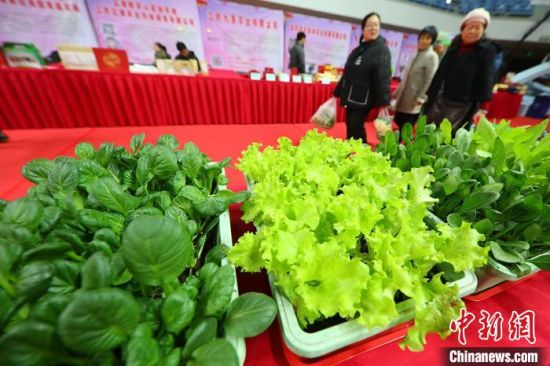 南京最新蔬菜，時代味道與文化脈絡的融合