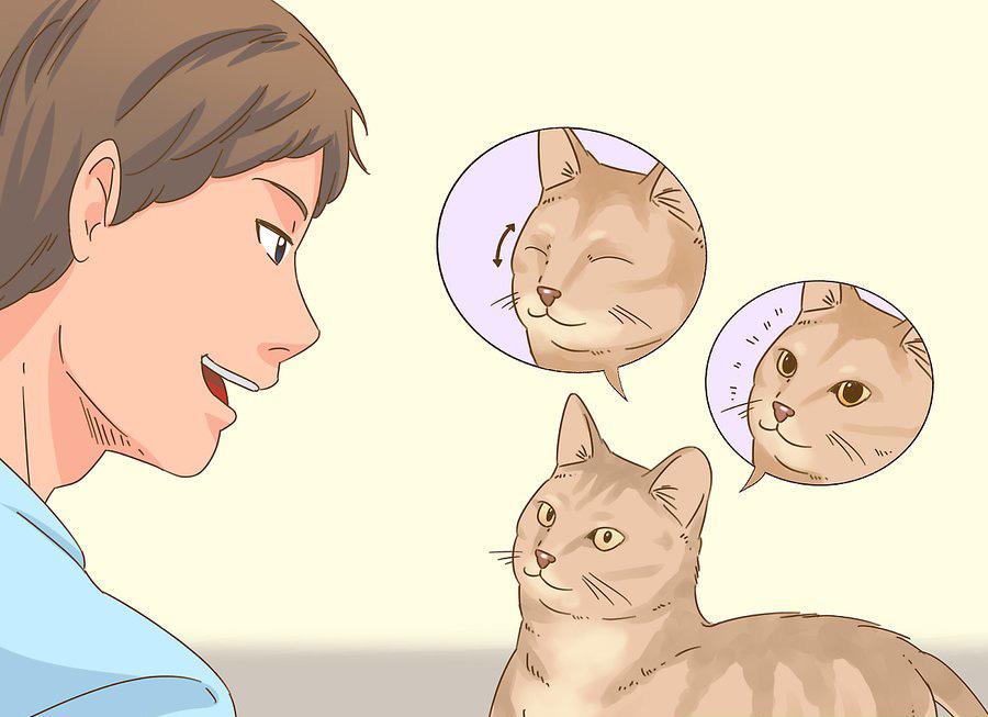 貓咪最新破譯，高科技重塑貓奴生活，智能養(yǎng)貓新時(shí)代的開啟