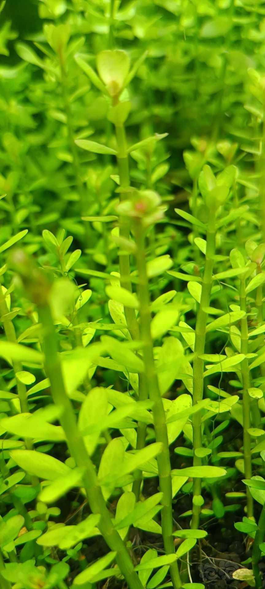 最新福利草草，自然美景之旅，探尋內(nèi)心平和與喜悅的旅程