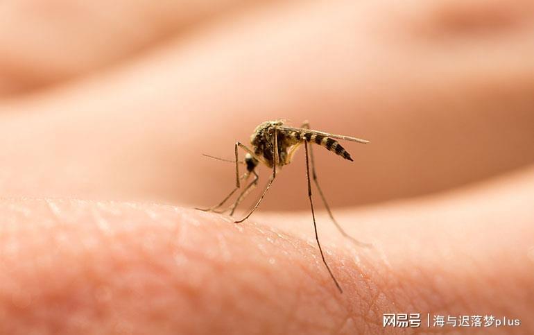 揭秘蚊子世界，最新報道與防治策略探索