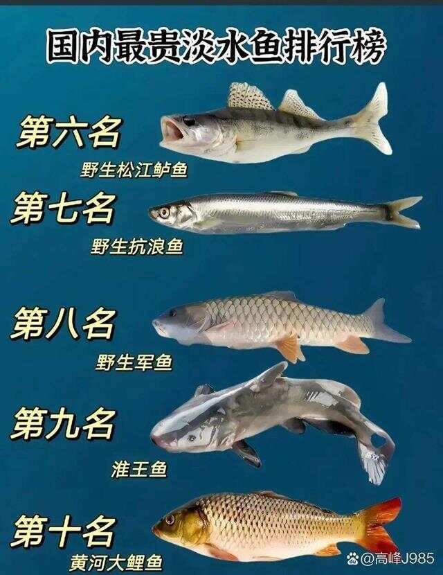 青魚國(guó)產(chǎn)最新論述，探索與解析