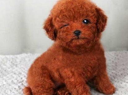 最新小鹿犬，趣事不斷，傳遞溫馨友誼與愛的小使者